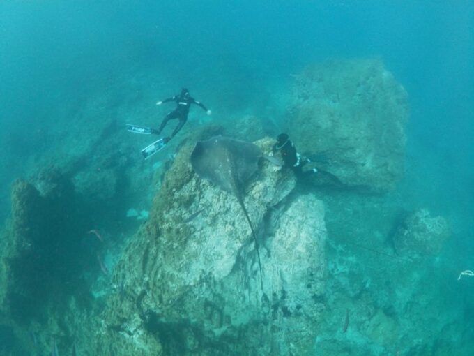 Abades: Tenerife Turtles and Rays Snorkeling Trip - The Role of the Marine Biologist Guide
