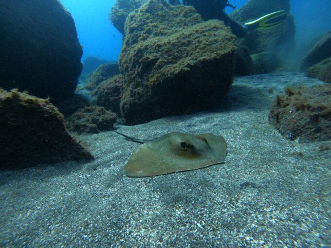 Abades: Tenerife Turtles and Rays Snorkeling Trip - Frequently Asked Questions