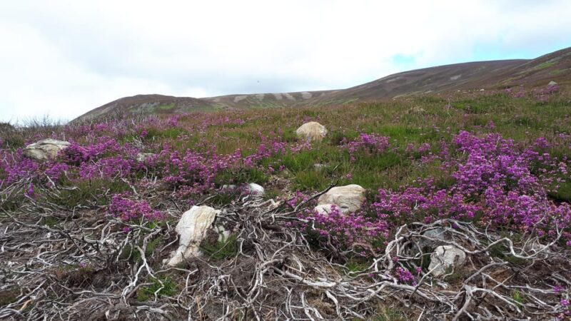 Aberdeen: Highland Heritage, Balmoral and Tartan Day Tour - Price and Value Considerations