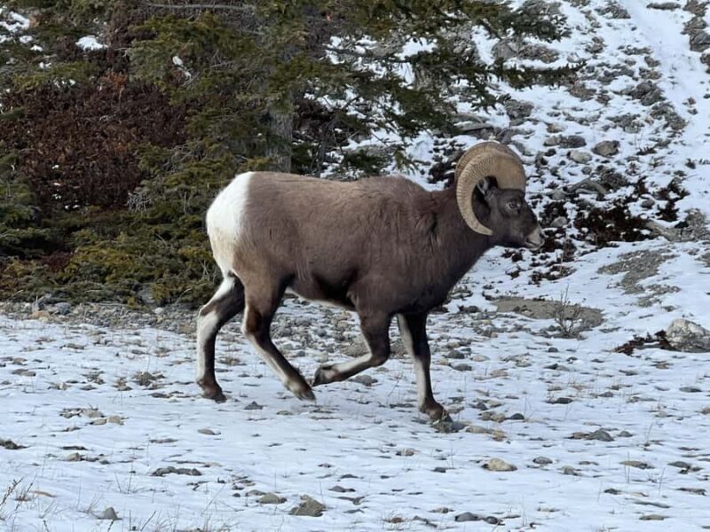 Abraham IceBubble, Peyto, Bow Lake with Snowshoeing& Icewalk - Who Should Consider This Tour?