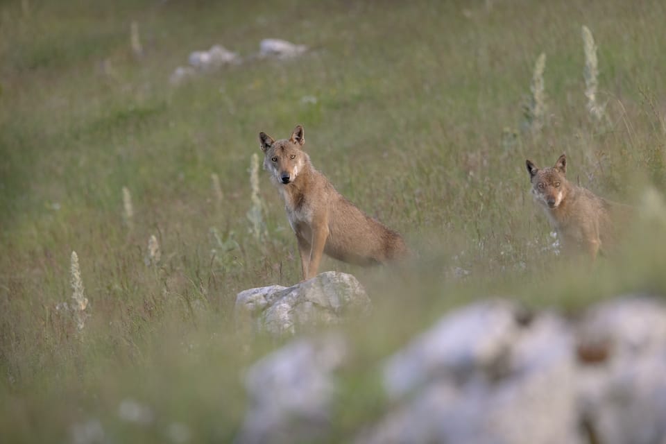 Abruzzo, Lazio and Molise National Park: Trekking&Wildlife. - In-Depth Breakdown of the Itinerary