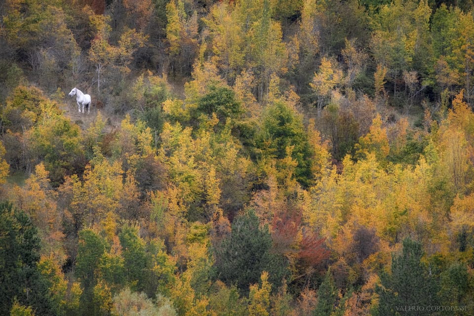 Abruzzo, Lazio and Molise National Park: Trekking&Wildlife. - The Value and Who Will Love This