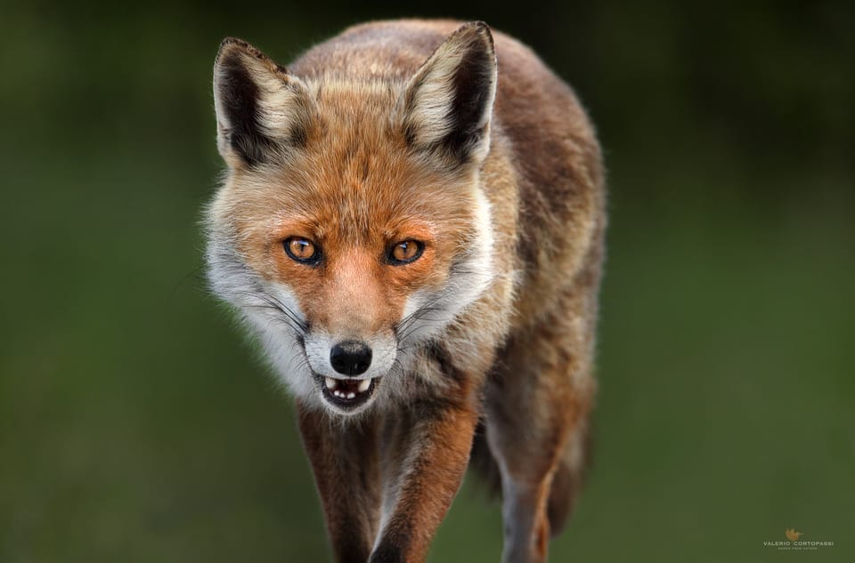 Abruzzo, Lazio and Molise National Park: Trekking&Wildlife. - The Sum Up