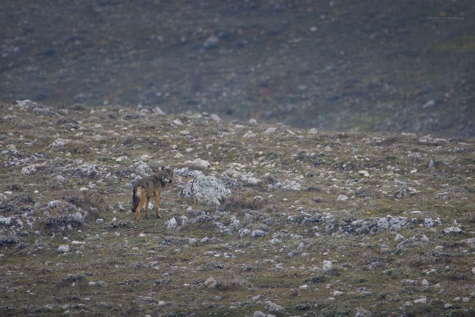 Abruzzo, Lazio and Molise National Park: Trekking&Wildlife. - FAQ