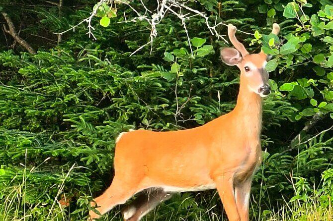 Acadia National Park Bass Harbor Lighthouse Private Driving Tour - FAQ