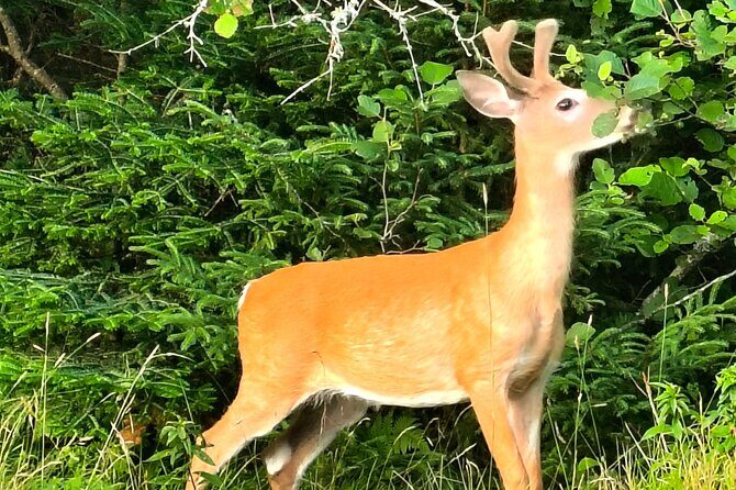 Acadia National Park Tour Wonders of Acadia - Who Is This Tour Best For?