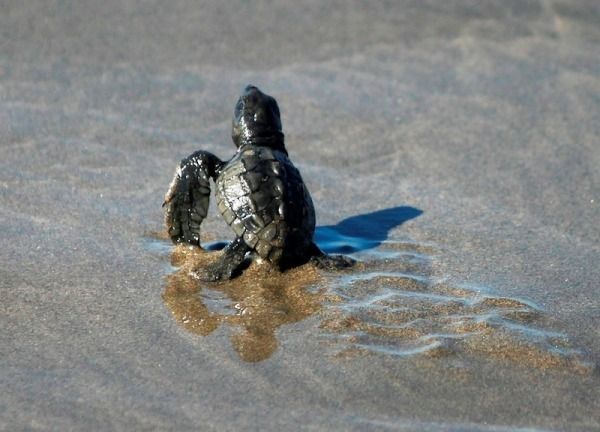 .Acapulco: 6-Hour Coyuca Lagoon Tour - Highlights of the Tour