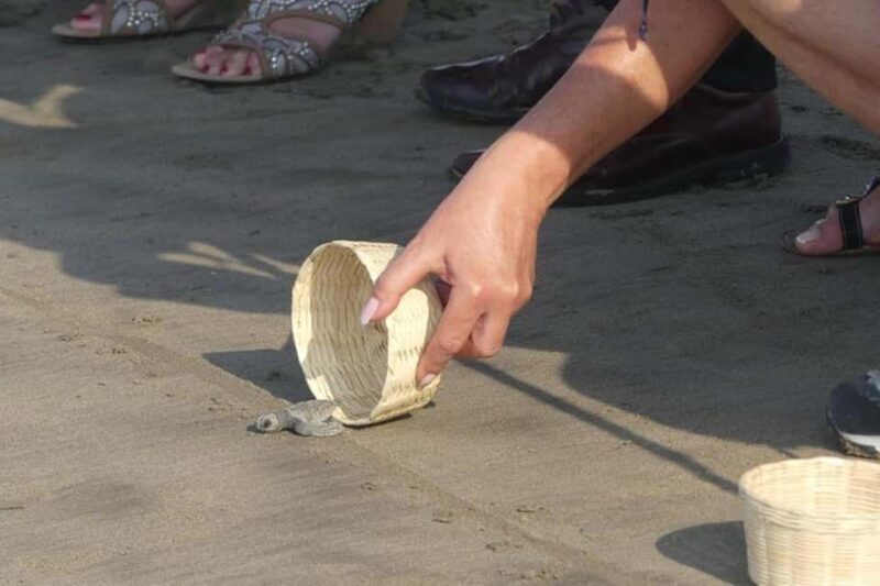 -Acapulco: 6hr City Tour & Turtle Release & High Diver Show - Key Points