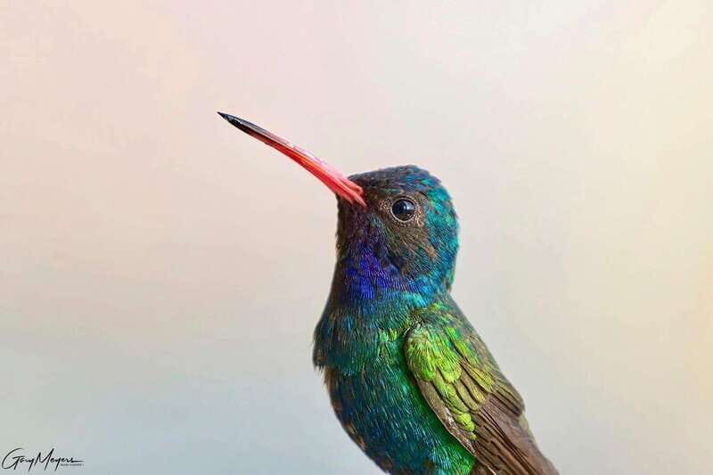 Acapulco: Early Birding Feathered Wonders with Breakfast - A Closer Look at the Itinerary