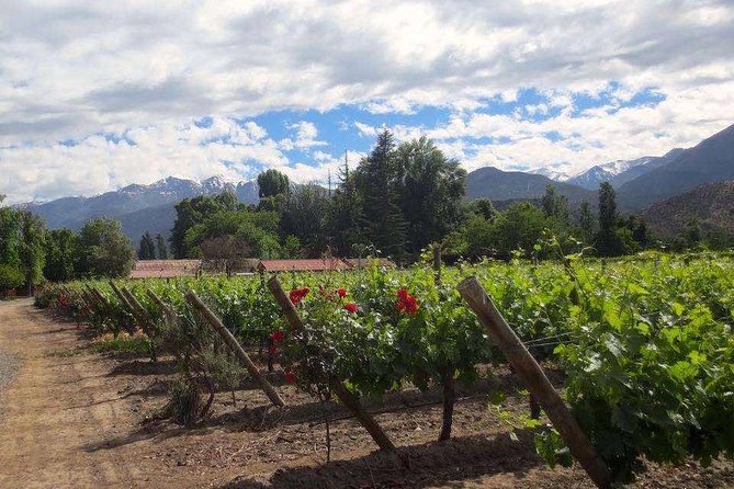 Aconcagua Private Wine Lovers Premium Tour - Exploring the Aconcagua Valley