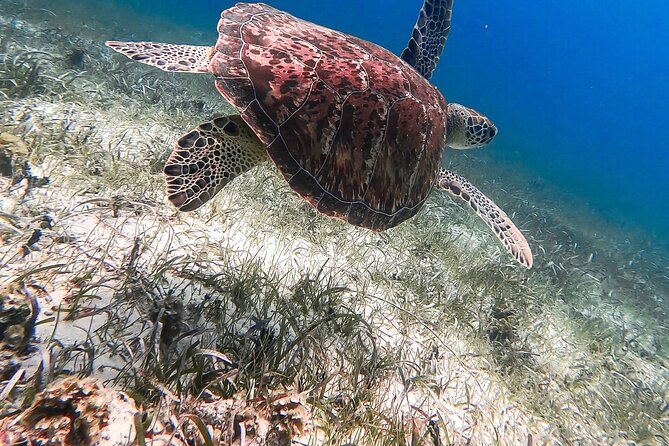 Acquarius Stingray City and Snorkel Tours - Customer Reviews and Ratings