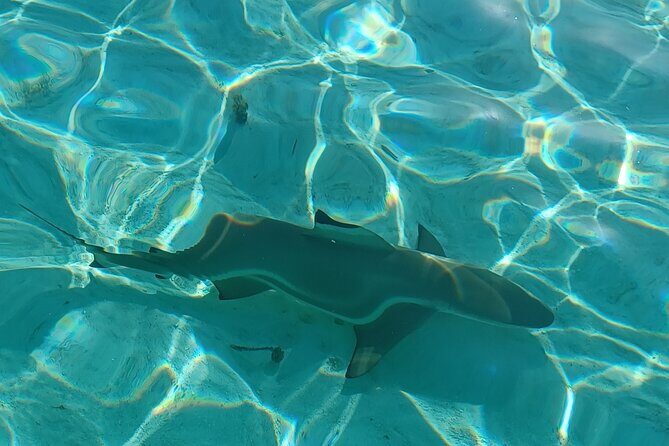 Activity/Excursion Lagoon Tour to Moorea by Canoe 6 hours - Exploring Moorea’s Lagoon by Canoe: An Authentic and Memorable Adventure