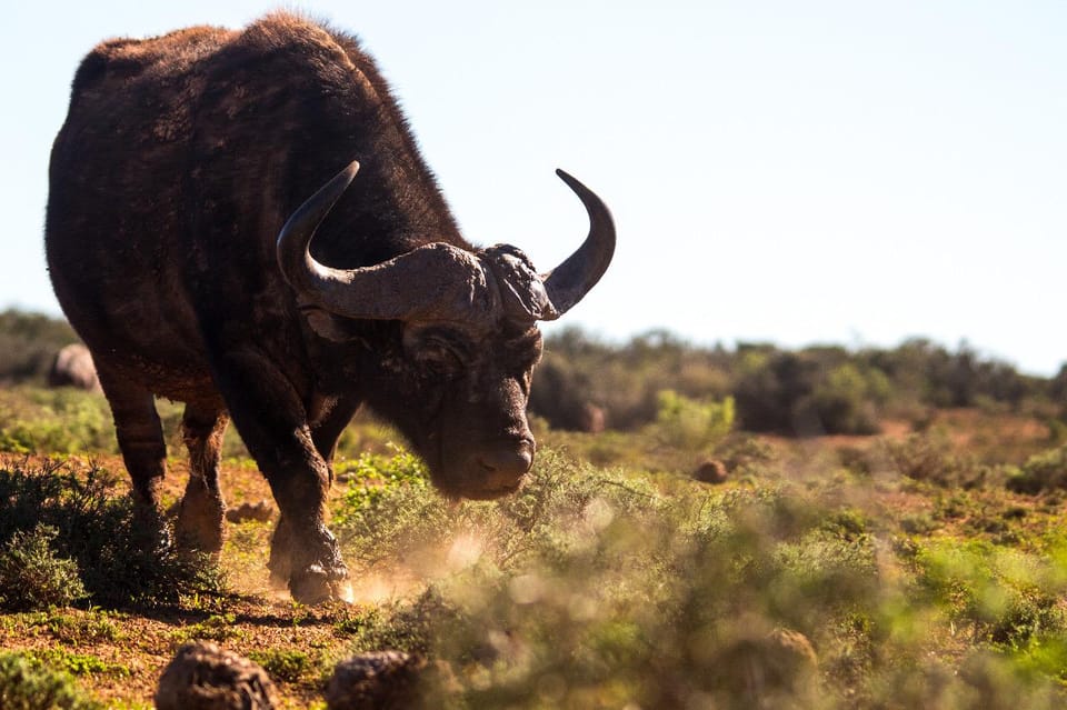 Addo Elephant Full Day Safari / Shore Excursions with BBQ - Key Points