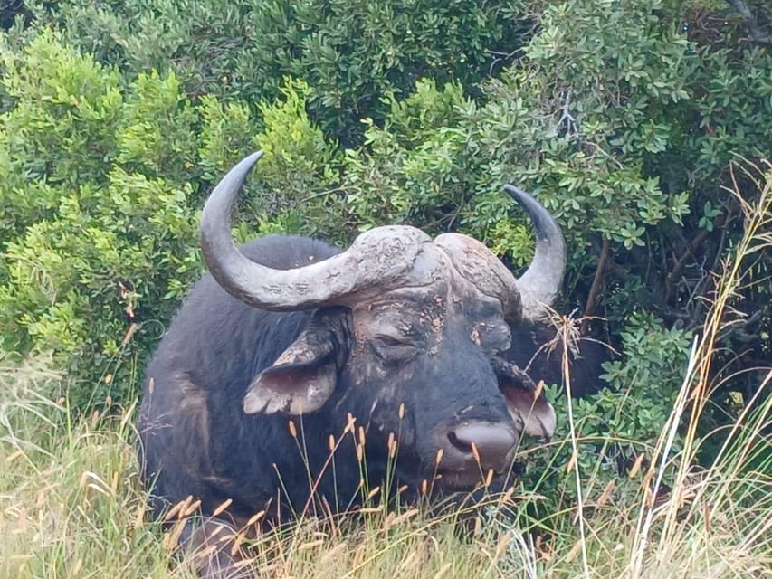 Addo Elephant Full Day Safari / Shore Excursions with BBQ - An In-Depth Look at the Tour