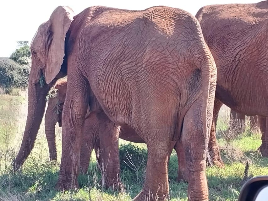 Addo Elephant Full Day Safari / Shore Excursions with BBQ - Final Thoughts: Is It Worth It?