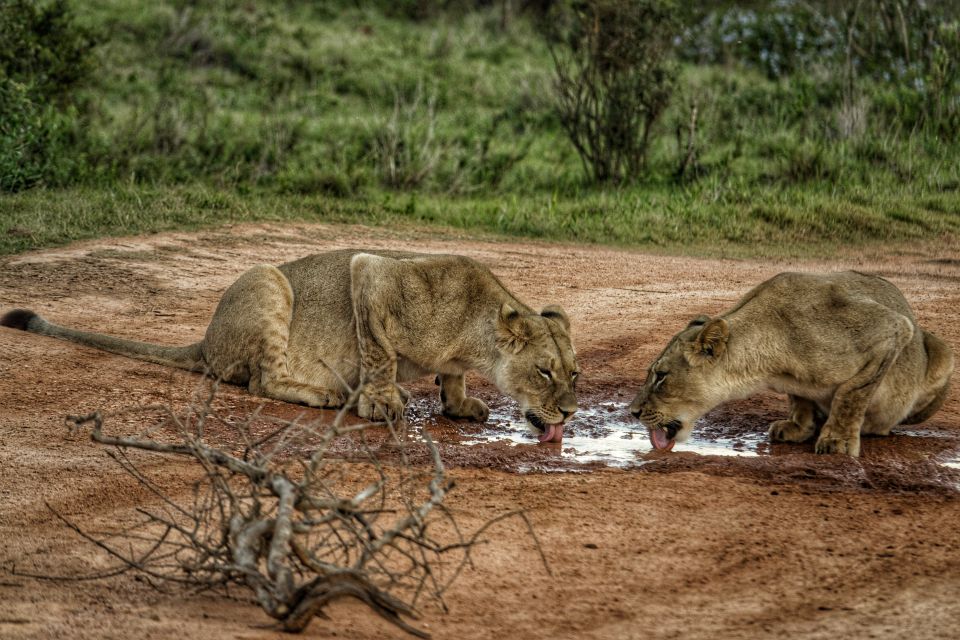 Addo Elephant National Park All Inclusive Full-Day Safari - Discover the Addo Elephant National Park All Inclusive Full-Day Safari