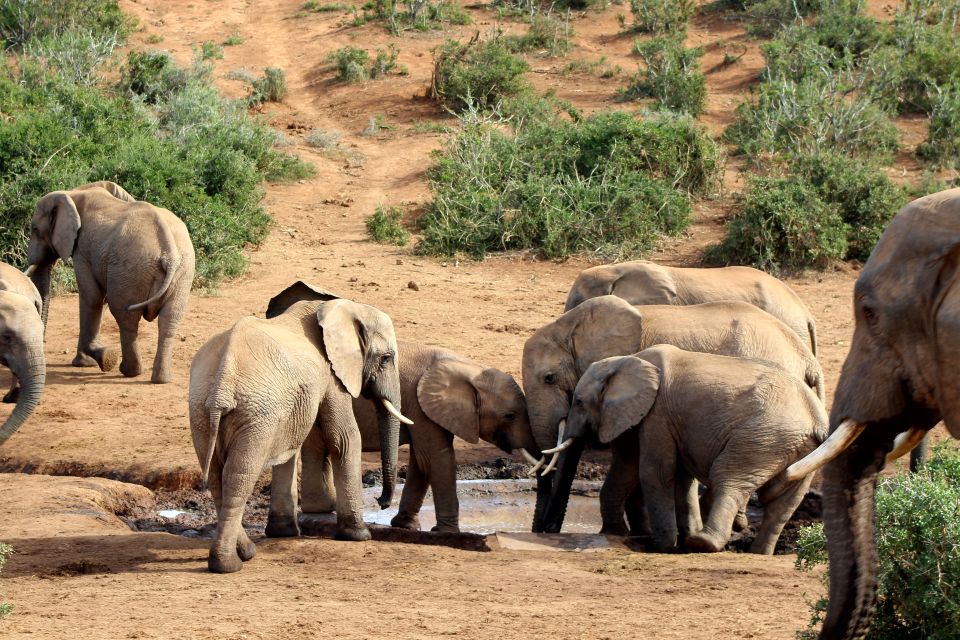 Addo Elephant National Park All Inclusive Full-Day Safari - Key Points