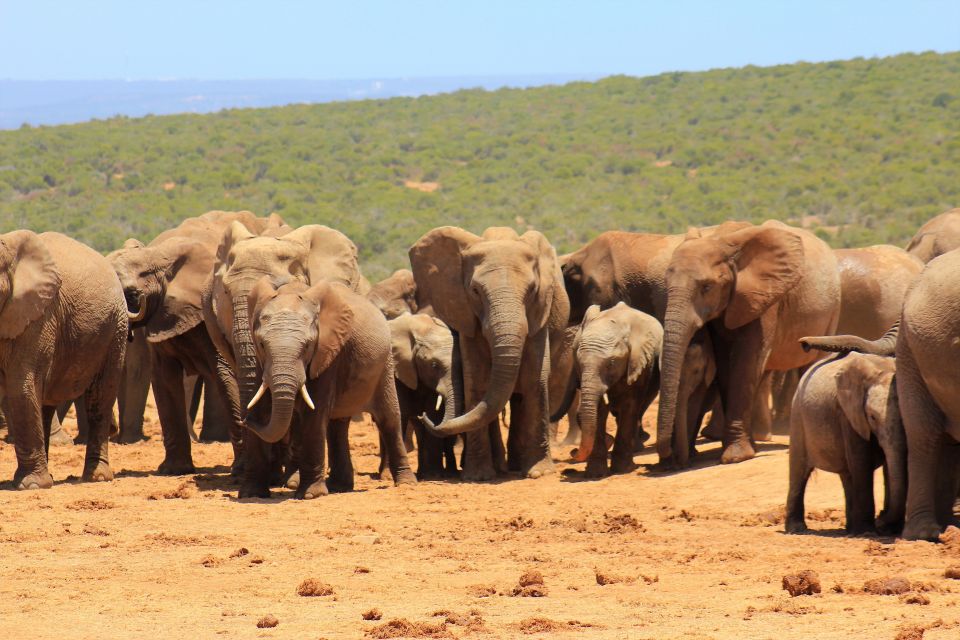 Addo Elephant National Park All Inclusive Full-Day Safari - Who Will Love This Tour?