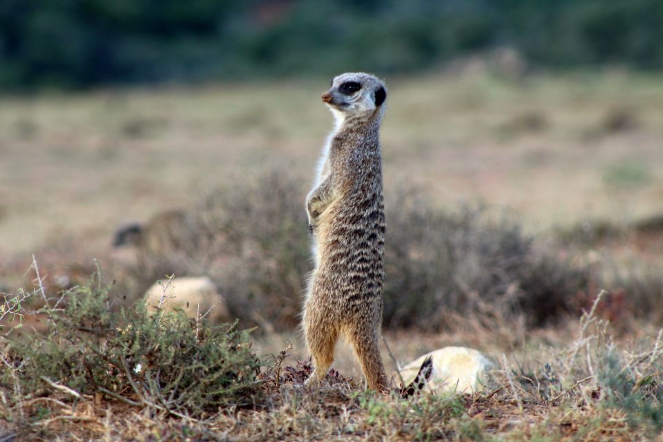 Addo Elephant National Park All Inclusive Full-Day Safari - Wrapping It Up