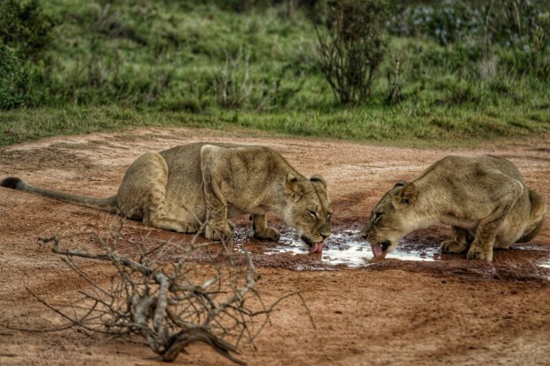 Addo Elephant National Park All Inclusive Full-Day Safari - Good To Know