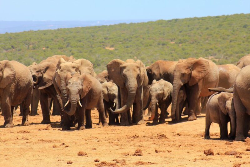 Addo Elephant National Park All Inclusive Full-Day Safari - Tour Details