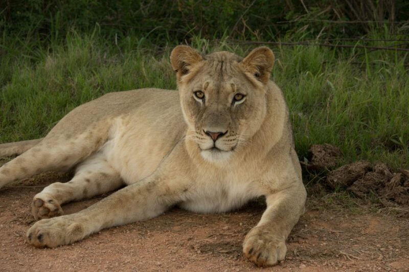Addo Elephant National Park All Inclusive Full-Day Safari - Itinerary and Activities