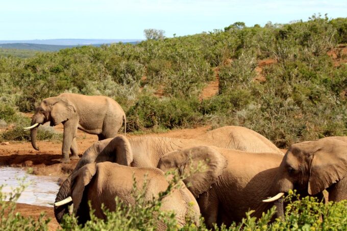 Addo Elephant National Park All Inclusive Full-Day Safari - Unique Park Features