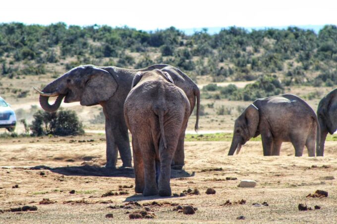 Addo Elephant National Park All Inclusive Full-Day Safari - Booking and Cancellation Policy