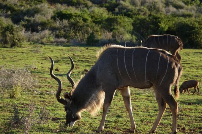 Addo Elephant National Park All Inclusive Full-Day Safari - Frequently Asked Questions
