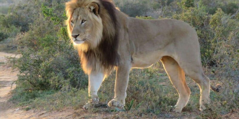 Addo Elephant National Park (Full-Day Game Drive ) - Wildlife Viewing Opportunities