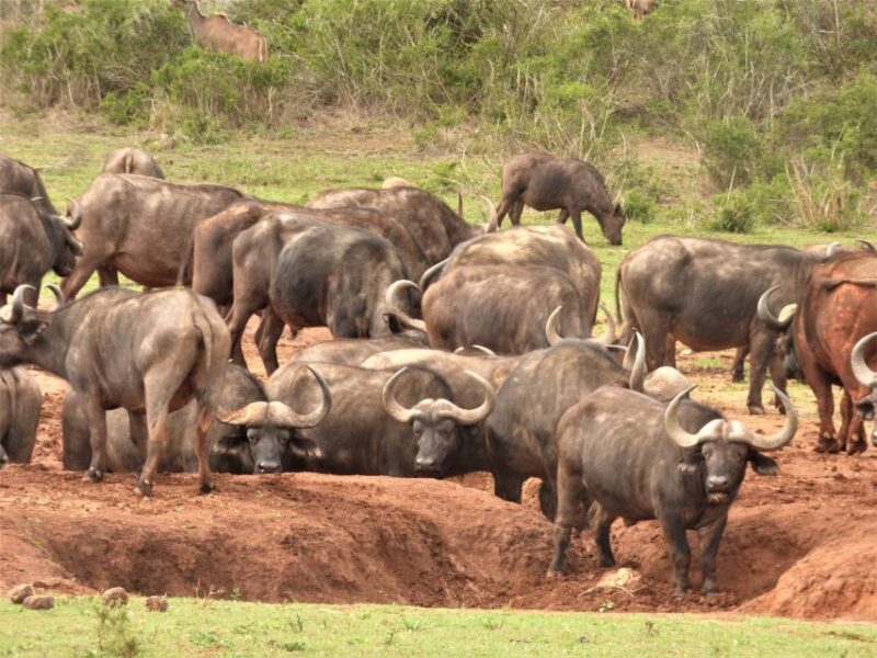 Addo Elephant National Park: Full-Day Safari Tour With Lunch - Good To Know