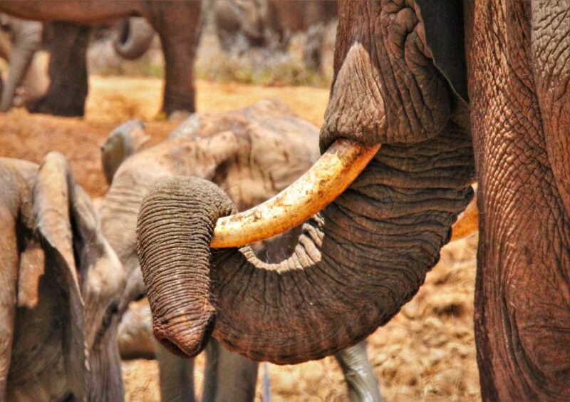 Addo Elephant National Park: Full-Day Safari Tour With Lunch - Experience Highlights