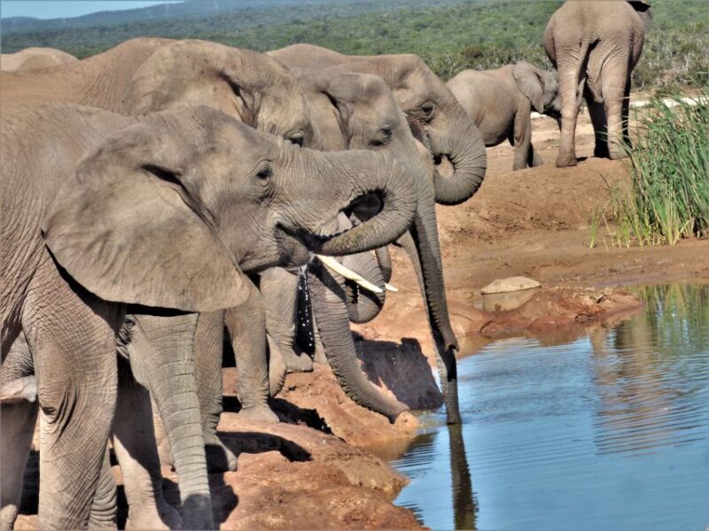 Addo Elephant National Park: Full-Day Safari Tour With Lunch - Tour Details