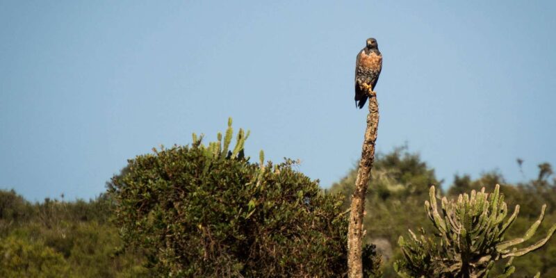 Addo Elephant National Park Full Day Tour - Transportation and Amenities