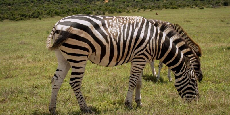 Addo Elephant National Park Full Day Tour - Photographic Opportunities
