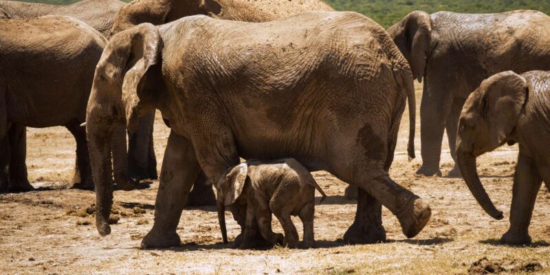 Addo Elephant National Park Full Day Tour - Safety and Restrictions