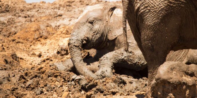 Addo Elephant National Park Full Day Tour - Booking and Availability