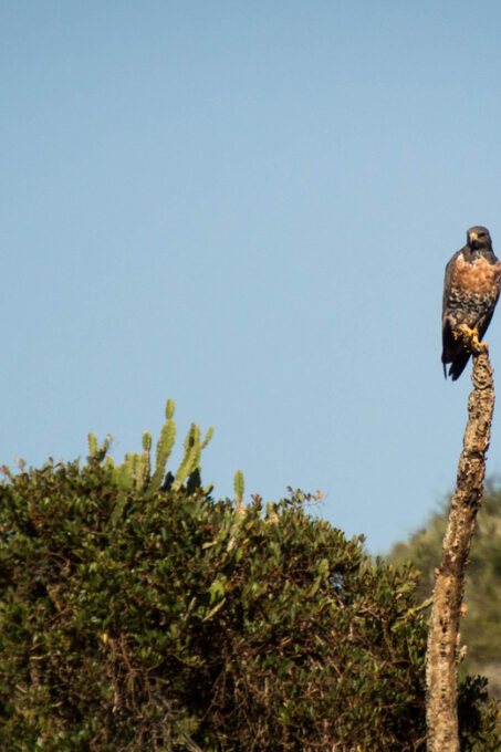 Addo Elephant National Park Full Day Tour - Visitor Experiences