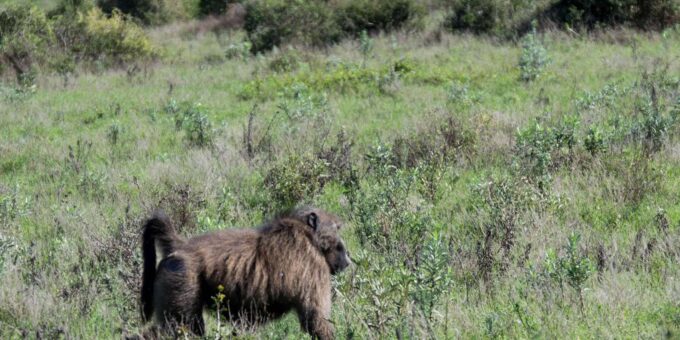 Addo Elephant National Park Full Day Tour - Frequently Asked Questions