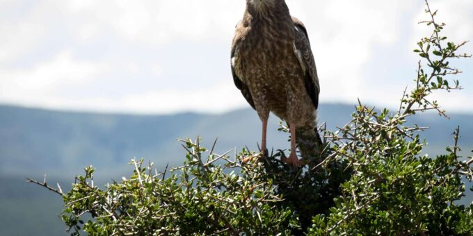 Addo Elephant National Park Full Day Tour - The Sum Up