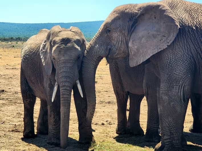Addo Elephant National Park - Half Day Private Tour - Itinerary and Experience