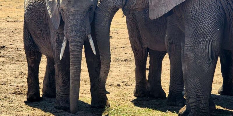 Addo Elephant National Park - Half Day Private Tour - Wildlife and Park Information
