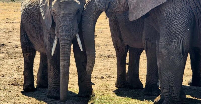 Addo Elephant National Park - Half Day Private Tour - Inclusions and Amenities