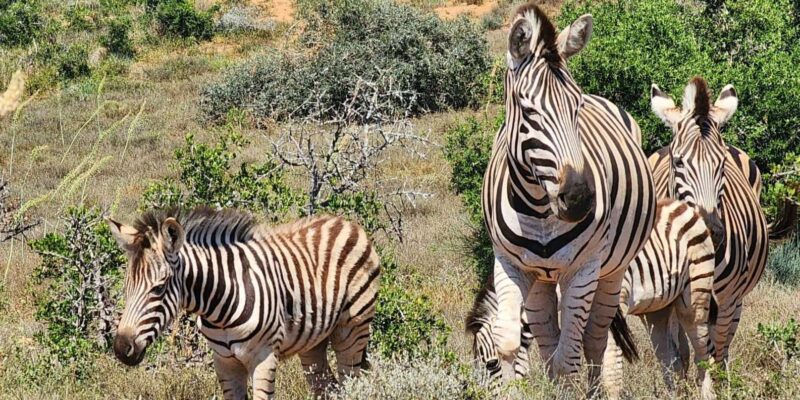 Addo Elephant National Park - Half Day Private Tour - Important Guidelines