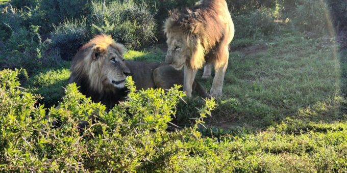Addo Elephant National Park - Half Day Private Tour - Pickup and Drop-off Locations