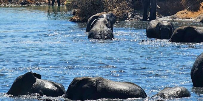 Addo Elephant National Park - Half Day Private Tour - Tour Highlights and Booking