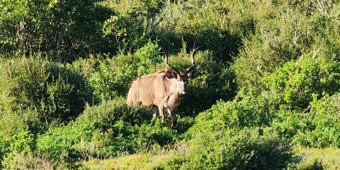 Addo Elephant National Park - Half Day Private Tour - Frequently Asked Questions