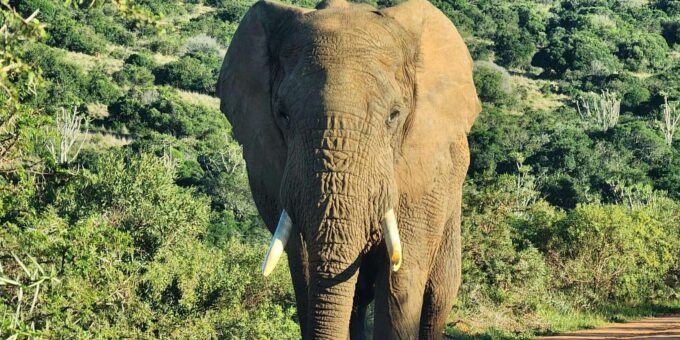 Addo Elephant National Park - Half Day Private Tour - The Sum Up