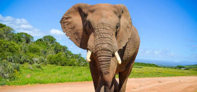 Addo Elephant National Park Private Full-Day Safari - Good To Know