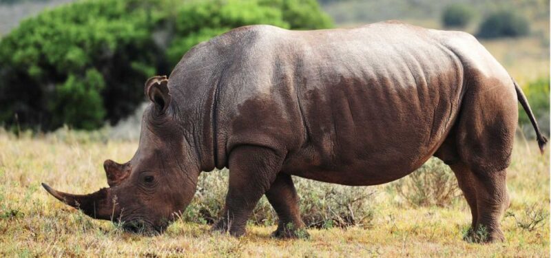 Addo Elephant National Park Private Full-Day Safari - Overview